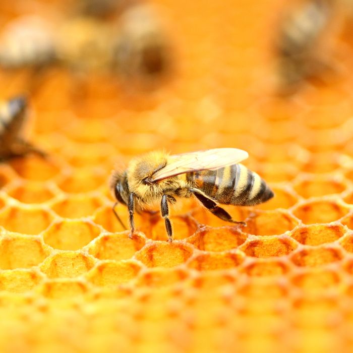 Manuka Honey New Zealand - Globally supplied