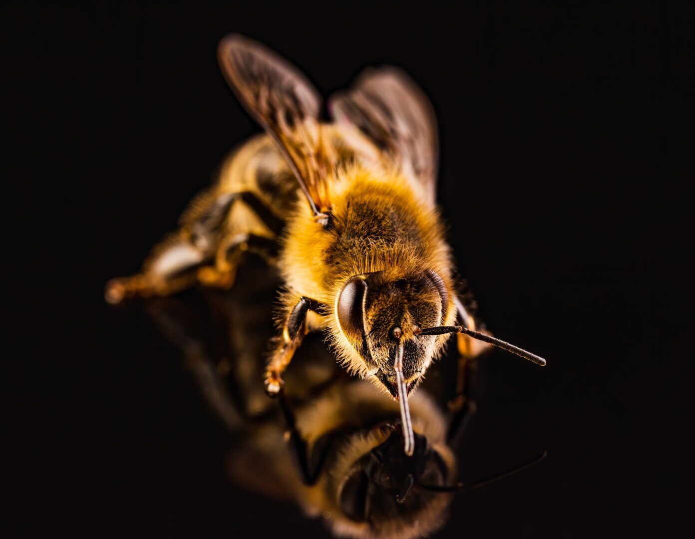 Close-up of a honeybee, key to Manuka honey production