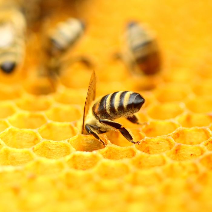 Pure Manuka Honey - Worldwide delivery