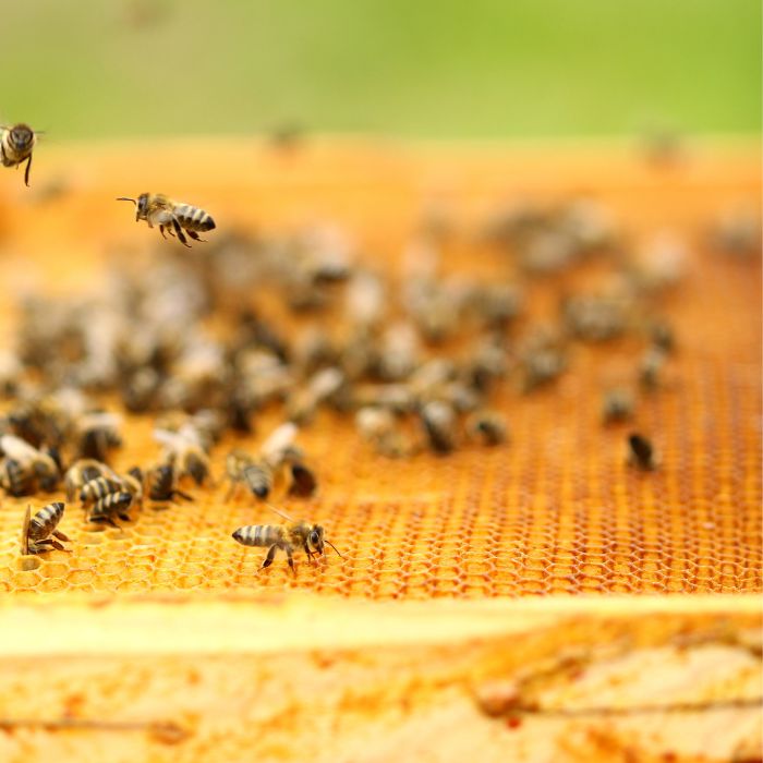 Pure Manuka Honey - Worlwide Delivery
